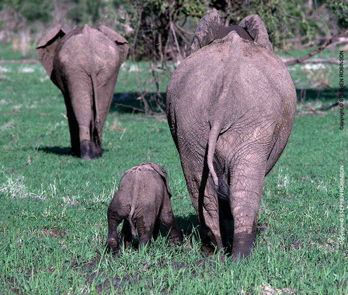 002_ME.186-African-Elephant-&-Calf-in-Mud-Luangwa-Valley-Zambia