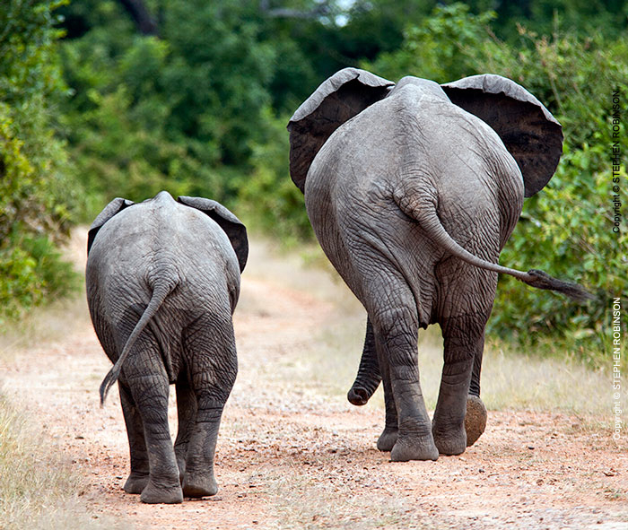 004_ME.0904-African-Elephants-walking-rear-view-Luangwa-Valley-Zambia