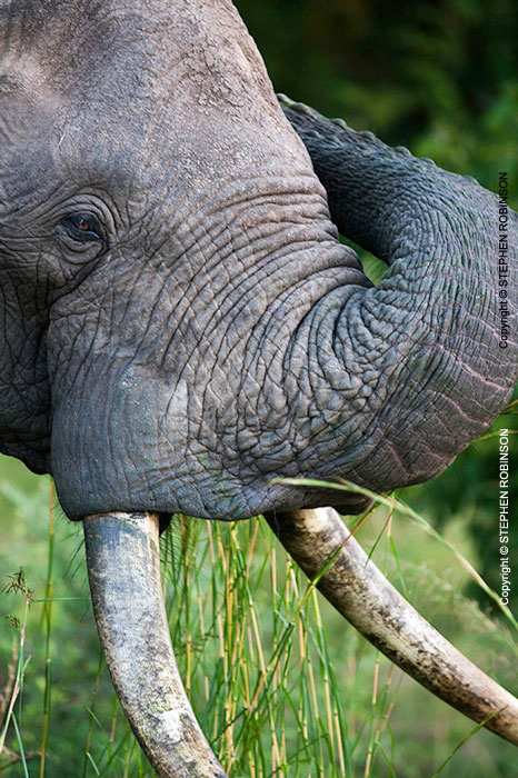 006_ME.0997V-African-Elephant-Bull-rubbing-Luangwa-Valley