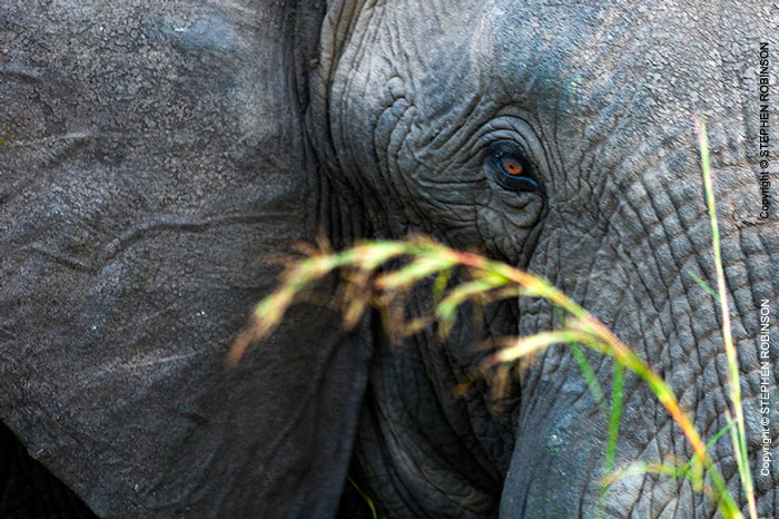 007_ME.0998VA-African-Elephant-eye-Luangwa-Valley-Zambia