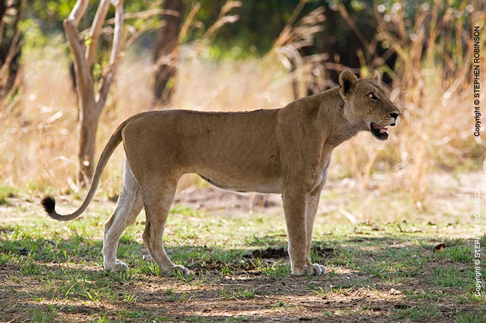 016_ML.1122-African-Lioness-Eyes-Luangwa-Valley-Zambia