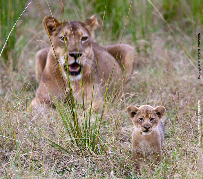 024_ML.1057-Lioness-&-newborn-cub-Luangwa-Valley-Zambia