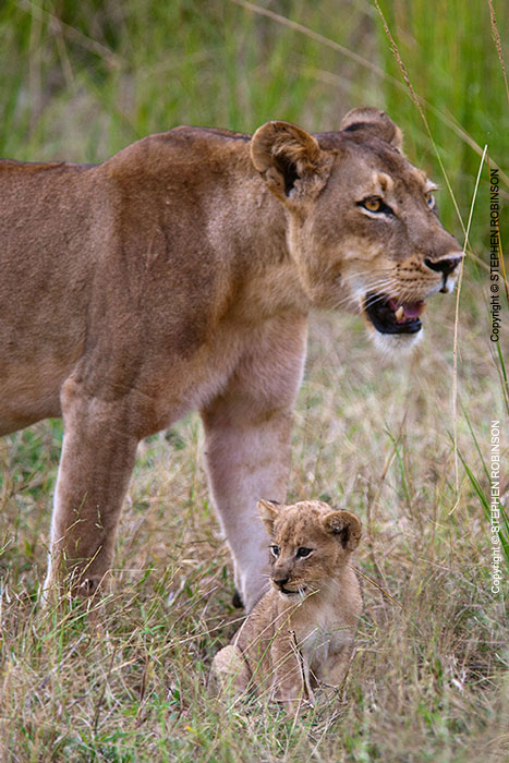 025_ML.1067V-Lioness-&-newborn-cub-Luangwa-Valley-Zambia