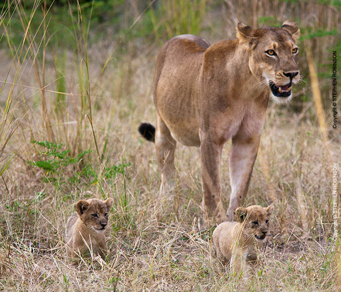 028_ML.1102-Lioness-&-newborn-cubs-Luangwa-Valley-Zambia