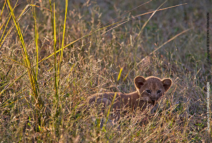 029_ML.1072-Lion-cub-newborn-Luangwa-Valley-Zambia