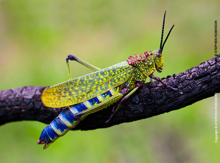 136_IG.4835-Pyrgomorphid-Grasshopper-N-Zambia-