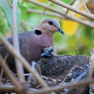 014_Page18-Sept-B21D.3985-Red-eyed-Dove