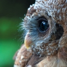 016_Page22-Nov-B24.1310-African-Wood-Owl