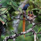 010_B39F.6-Africa-Paradise-Flycatcher-(male)-at-nest