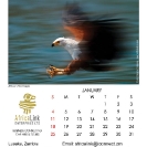 006_Artwork-Pg2-January-Fish-Eagle