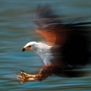 007_Pg2-African-Fish-Eagle