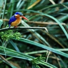 014_Pg6-Malachite-Kingfisher
