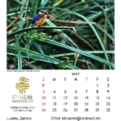 015_Artwork-Pg6-May-Malachite-Kingfisher