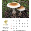 017_Artwork-Pg7-June-Tente-Mushrooms