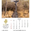 017_Artwork-Pg9-August-Infant-Giraffe