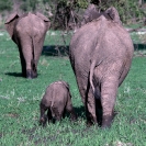 022_Artwork-Pg11-ME.186[revsd]-African-Elephant-&-Calf-in-Mud-sfw