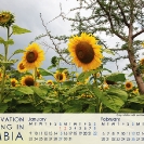 005-Pg2+3-Sunflowers