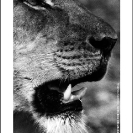 004_ML.0749V-African-Lion-Female-Luangwa-Valley-