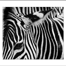 007_MZ.6593BW-Zebra-close-up