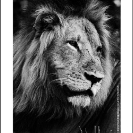 015_ML.BW.07_4AV[rev2]-Lion-Portrait-Luangwa-Valley-Zambia