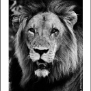 016_ML.BW.07_06AV[rev1]-Lion-Portrait-Luangwa-Valley-Zambia-sfw