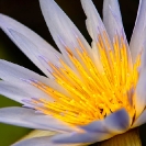 006_FP.3916-African-Water-Lily-Nymphaea-nouchali