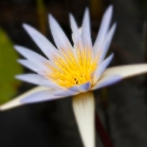 007_FP.3904VA-African-Water-Lily-Nymphaea-nouchali