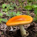 010_Fu.5031V-Fungus-Amanita-sp.-Zambia