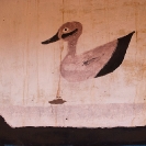 031_CZmA.8199-African-Painted-House-Duck-Detail