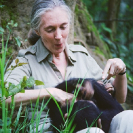 026_MApCG_22V-Jane-Goodall-playing-with-young-chimp