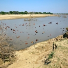 005_LZmE.0606A-Luangwa-River-&-Carmine-Bee-eater-Colony-E-Zambia