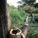 028_FTD.9810-Tree-Cutting-for-Charcoal-Zambia