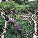 029_FTD.9825-Tree-Cutting-for-Charcoal-Zambia