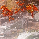 006_LZmL.7957V-Erythrina-flowers-&-Waterfall