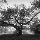 014_FT_9785559VBW-Queen-of-Trees--Ficus-sycomorus-sfw