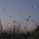 001_B33.0670-Migrating-European-Swallows-at-African-Night-Roost