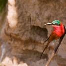 003_B27C.0626-Carmine-Bee-eater-at-Riverbank-Nest-Site
