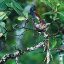 005_B39F.5-African-Paradise-Flycatcher-male-at-nest-Terpsiphone-viridis