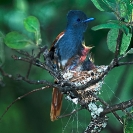 007_B39F.11V-African-Paradise-Flycatcherfe-male-at-nest-Terpsiphone-viridis