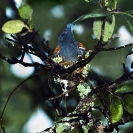 008_B39F.19-African-Paradise-Flycatcher-female-sheltering-nestlings-in-rain