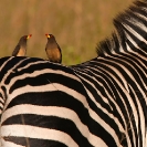 010_B42O.0756-Yellow-billed-Oxpeckers-on-Zebra-close-up2-Buphagus-africanus-