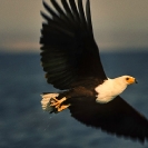 017_B11F.239-African-Fish-Eagle-action