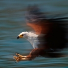 018_B11F.1039A-African-Fish-Eagle-action