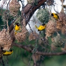 022_B44W.0713.10-African-Village-Weaver-males-nest-building