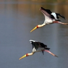 033_B7S.0683-Yellowbilled-Storks-in-Flight-Mycteria-ibis