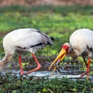 035_B7S.0790-Yellowbilled-Storks-Feeding-Mycteria-ibis