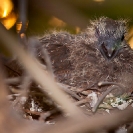 056_B21D.3741-African-Red-eyed-Dove-Nestling