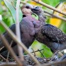 059_B21D.4020A-African-Red-eyed-Dove-feeding-nestling