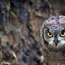 061_B24.39-Spotted-Eagle-Owl-Bubo-africanus