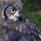 062_B24.48-Spotted-Eagle-Owl-fledgling-Bubo-africanus